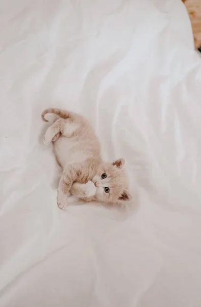 Gember Kitten Liggend Het Witte Bed — Stockfoto