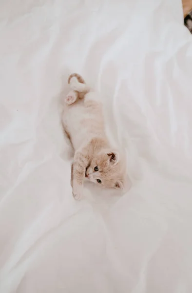 Τζίντζερ Γατάκι Ξαπλωμένο Στο Λευκό Κρεβάτι — Φωτογραφία Αρχείου