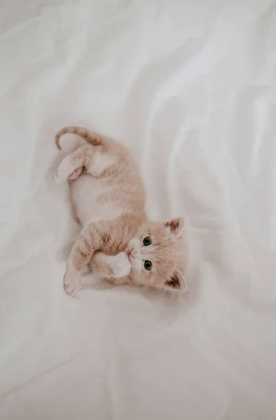 生姜的小猫躺在白色的床上 — 图库照片