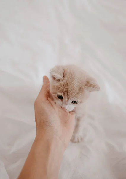 Gatinho Gengibre Brincando Com Mão — Fotografia de Stock