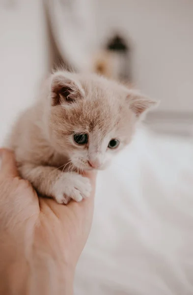 Ingefära Kattunge Leker Med Handen — Stockfoto