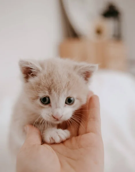 Jengibre Gatito Jugando Con Mano — Foto de Stock