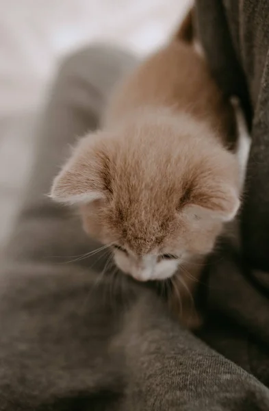 Котенок Ногах Хозяина — стоковое фото