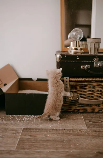 生姜猫咪驯服垃圾箱 — 图库照片