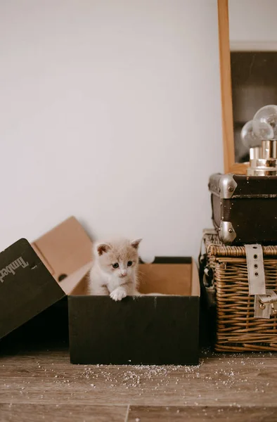 Ginger Kitten Tame Litter Box — Stock Photo, Image
