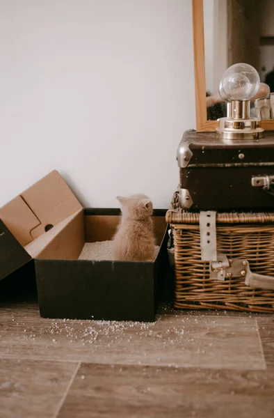Zencefilli Kedi Yavrusu Kum Kabını Evcilleştirir — Stok fotoğraf