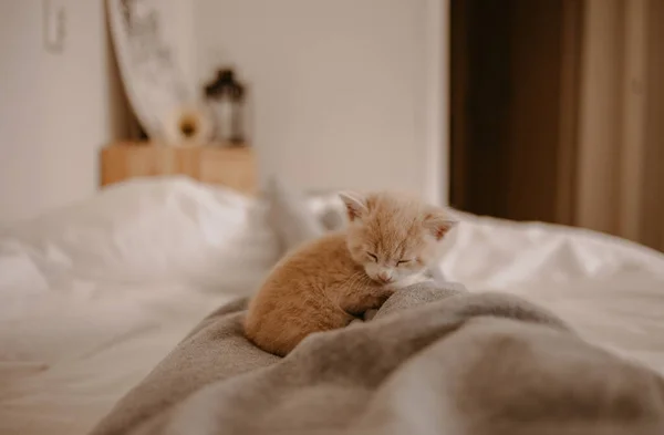Gatinho Bonito Dormindo Nos Pés Proprietário — Fotografia de Stock
