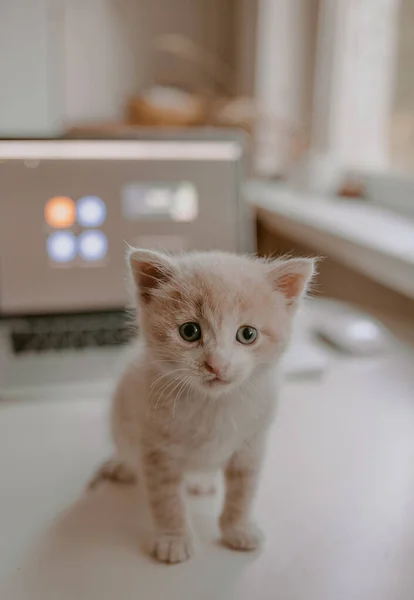 Котенок Играет Macbook — стоковое фото