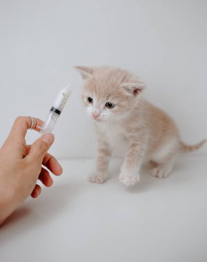 Zencefilli kedi yavrusu ve kedi sütü değiştirici