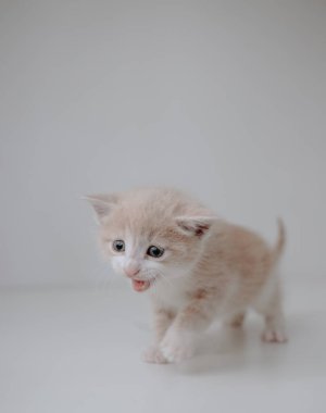 Şırıngalı ve haplı kızıl kedi yavrusu.