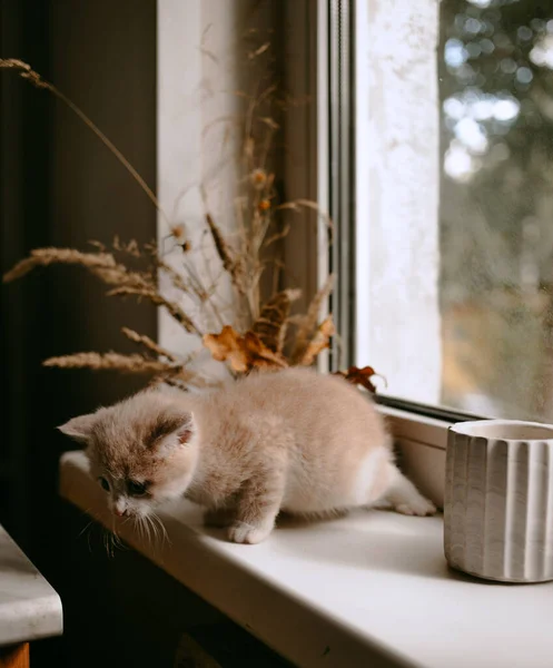 Імбирний Кіт Вікні Восени — стокове фото