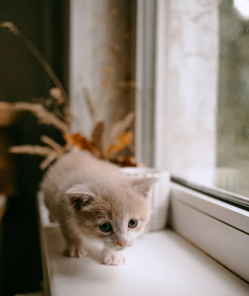 Τζίντζερ Γάτα Στο Παράθυρο Φθινόπωρο — Φωτογραφία Αρχείου