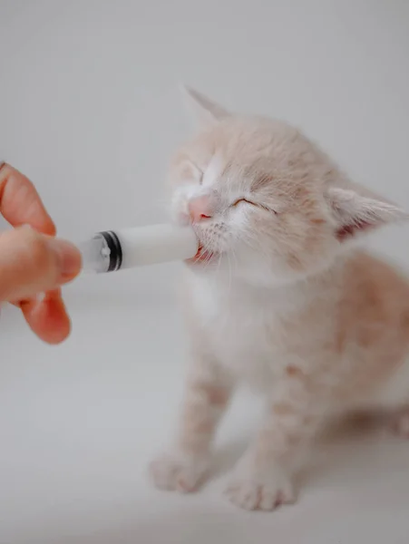 Gember Kitten Met Kattenmelk Vervanger — Stockfoto