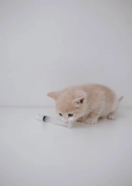 Ingwerkätzchen Mit Dem Katzenmilchersatz — Stockfoto