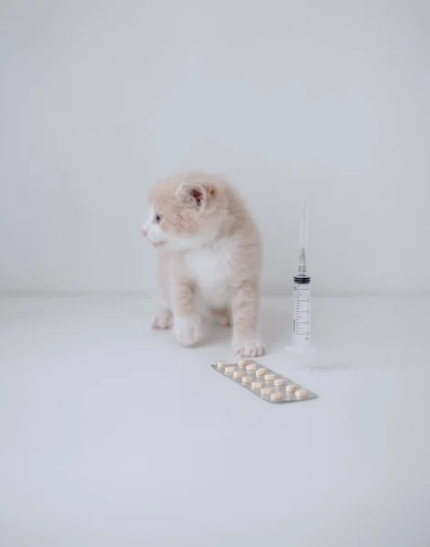 Ginger Kitten Syringe Pills — Stock Photo, Image