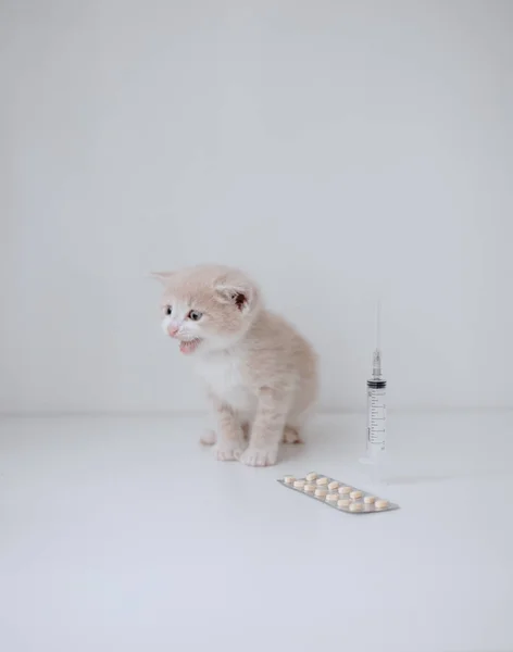 Ginger Kitten Syringe Pills — Stock Photo, Image