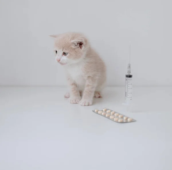 Ginger Kitten Syringe Pills — Stock Photo, Image