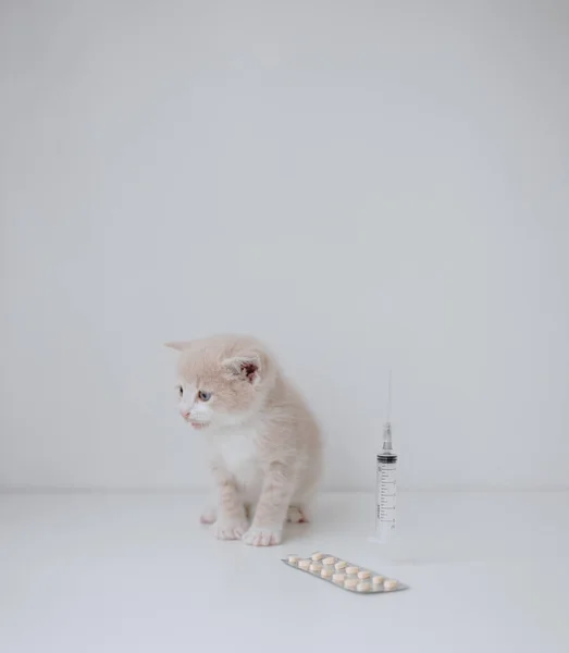 Gember Kitten Met Een Spuit Pillen — Stockfoto