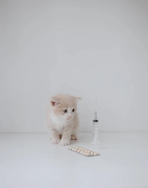注射器と丸薬付きの生姜子猫 — ストック写真