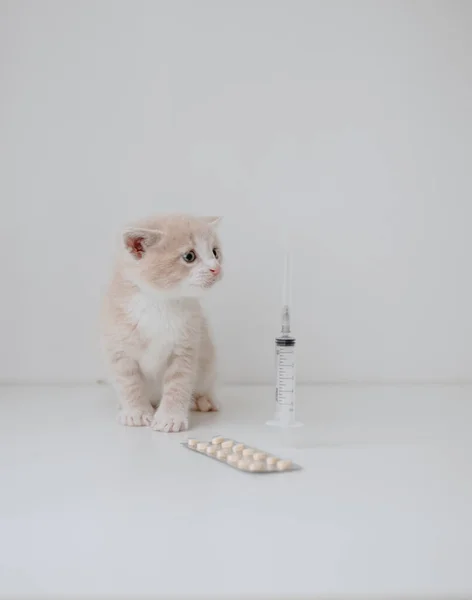 Şırıngalı ve haplı kızıl kedi yavrusu.