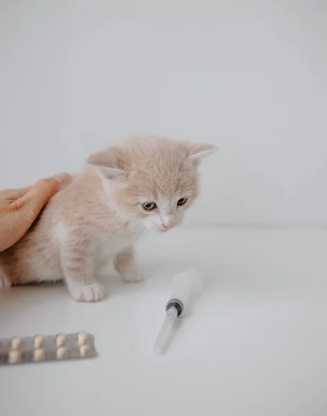 Gatinho Gengibre Com Uma Seringa Comprimidos — Fotografia de Stock