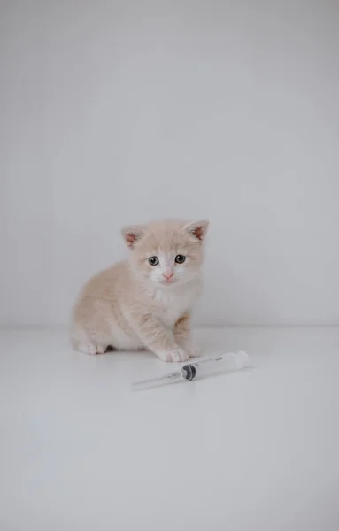 Gatinho Gengibre Com Uma Seringa — Fotografia de Stock