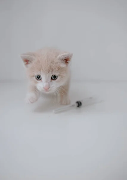 Gatito Jengibre Con Una Jeringa — Foto de Stock