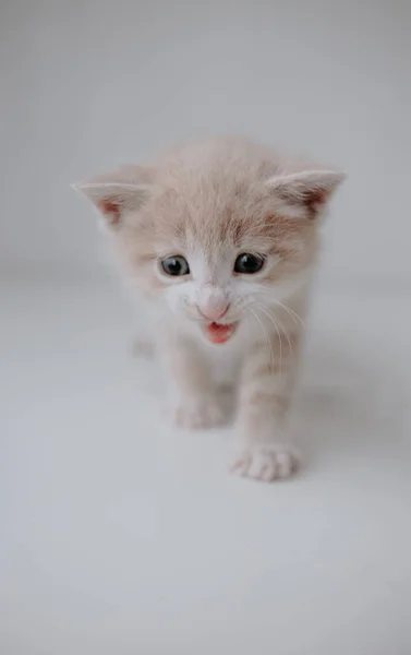 Имбирный Котёнок Шприцем Таблетками — стоковое фото
