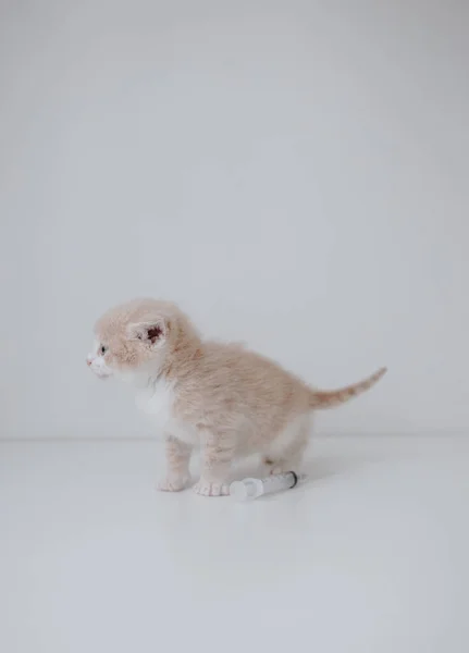 带注射器的生姜小猫 — 图库照片