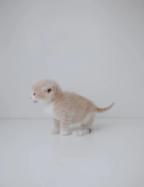 Gatito Jengibre Con Una Jeringa — Foto de Stock