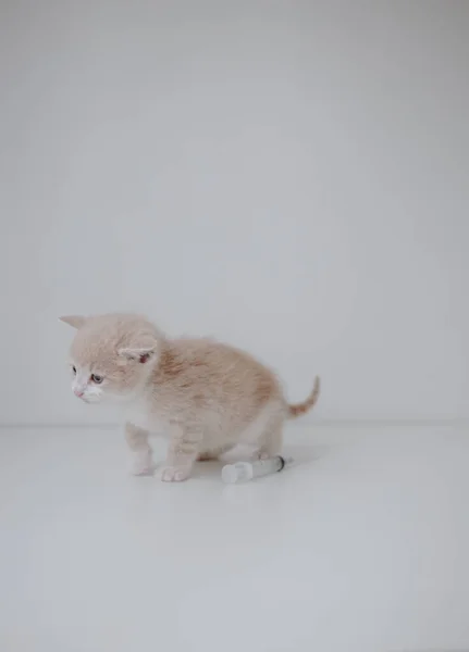 Имбирный Котёнок Шприцем — стоковое фото
