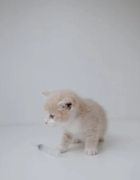 Chaton Roux Avec Une Seringue — Photo