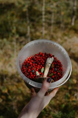 Ormandaki kızılcıklı plastik kutu.