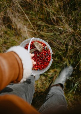 Ormandaki kızılcıklı plastik kutu.
