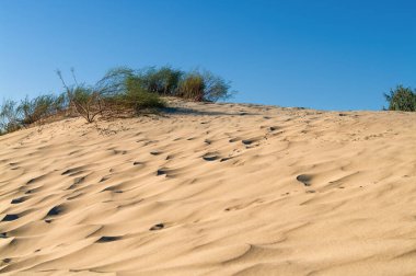 Mavi gökyüzüne karşı çöl bitkisi olan sarı kum tepeleri