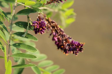 Vahşi bozkır güzel bitki