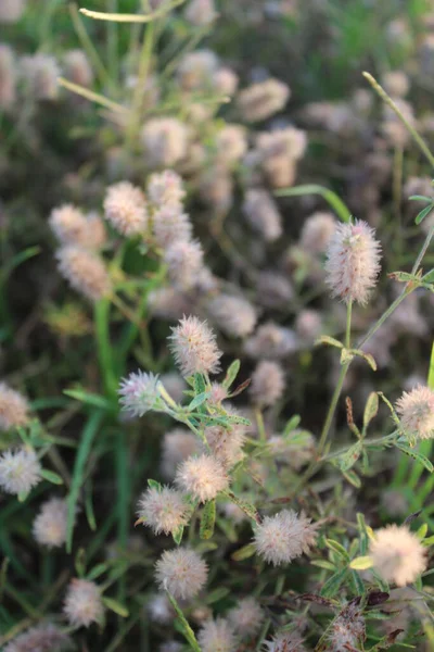 Estepa Silvestre Hermosa Planta — Foto de Stock