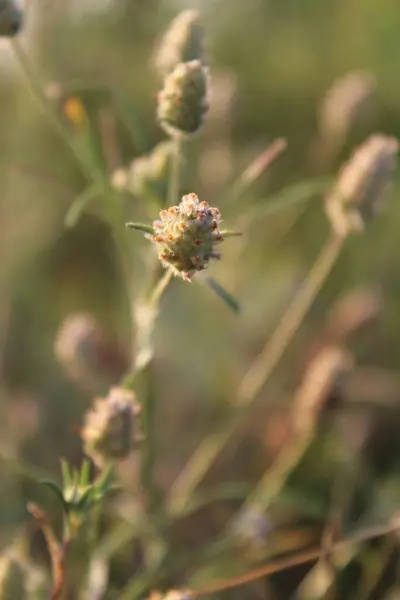 Estepa Silvestre Hermosa Planta — Foto de Stock