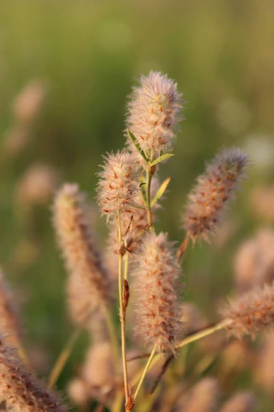 Wilde Steppe Schöne Pflanze — Stockfoto