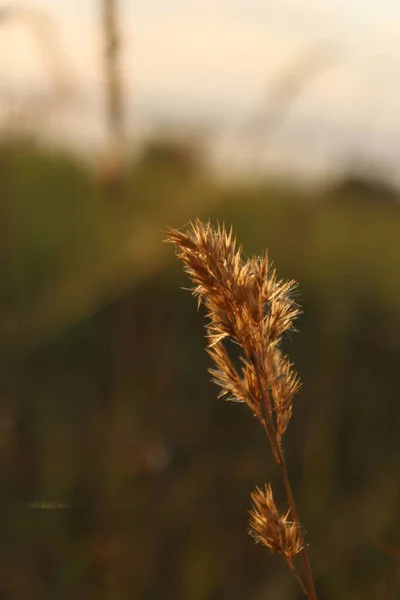 野生の草原の美しい植物 — ストック写真