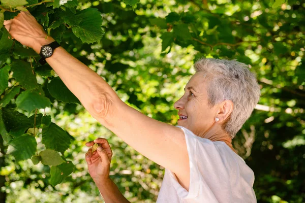 Pensioner Woman Enjoys Her Retirement Staying Active Walking Forest Picking — Stock Photo, Image