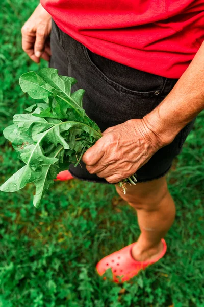 Senior Woman Enjoys Her Retirement Picking Plants Strolling Comfort Rubber — Stock Photo, Image