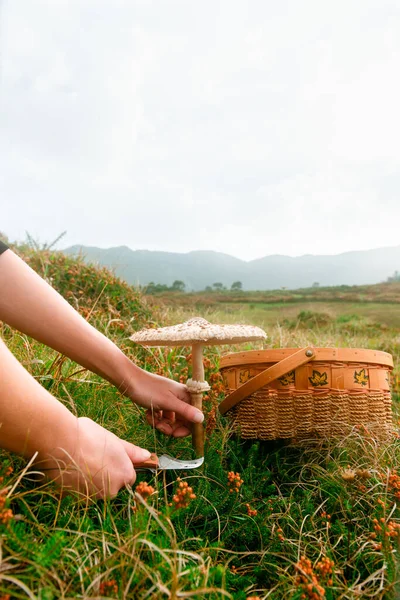 Unrecognizable Person Collects Mushrooms Field Autumn His Wicker Kets Macrolepiota — Stock Photo, Image