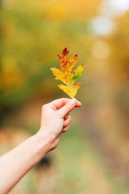 Tanınmayan kişi sonbaharda bir ağaçtan düşen bir yaprak tutuyor. Naturelaza konsepti. dikey stok fotoğrafçılık. seçici odak.