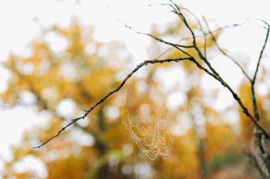 Sonbaharda ağaçta yağmur damlaları olan örümcek ağı. Doğa konsepti. Seçici odak.