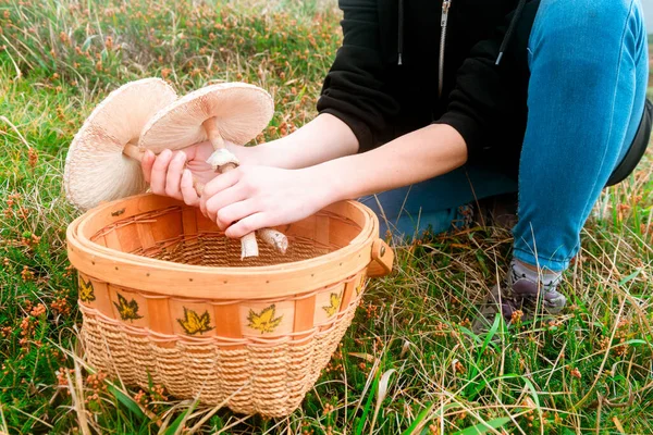 Unrecognizable Person Picking Edible Mushrooms Field Macrolepiota Procera — Stock Photo, Image
