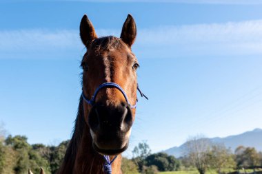 Güneşli bir günde arka planda mavi gökyüzü olan güzel ve nazik bir kahverengi atın portresi. evcil hayvan konsepti.