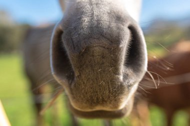 Güzel beyaz bir atın burnunun ayrıntıları. evcil hayvanlar. Seçici odak.