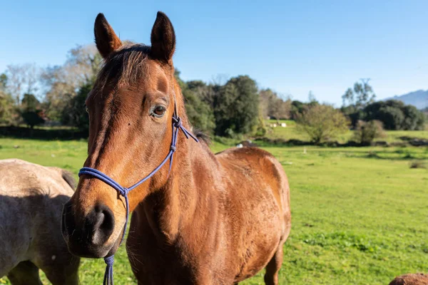 Portrait Cheval Brun Gentil Doux Dans Champ Animaux Concept — Photo