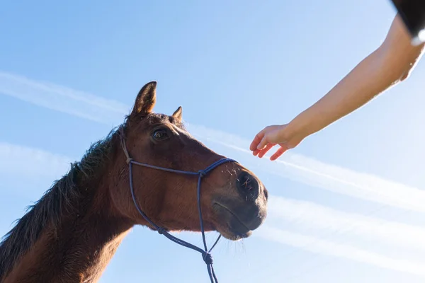 view from below of an unknown person\'s hand stroking a beautiful horse on a sunny day with the blue sky in the background. pets concept.